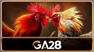 Gà đá 3