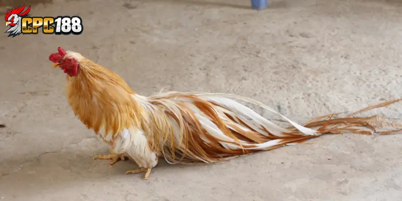 Gà Triển Lãm Gà Cảnh - Khám Phá Những Chiến Kê Đẹp Nhất 5 Các giống gà triển lãm gà cảnh phổ biến