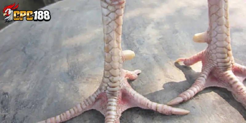 Vảy Quý Gà Chọi - Cách Nhận Biết & Giá Trị Chiến Kê Hiếm 5 Các loại vảy quý phổ biến trong giới gà chọi