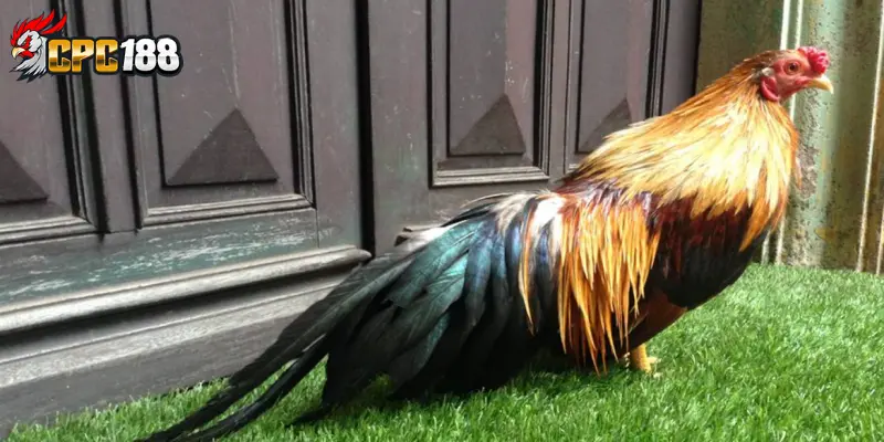 Bộ Lông Điều Nhạn Cú Khét - Nhận Biết & Giá Trị Trong Gà Chọi 6 Cách chăm sóc bộ lông điều nhạn cú khét