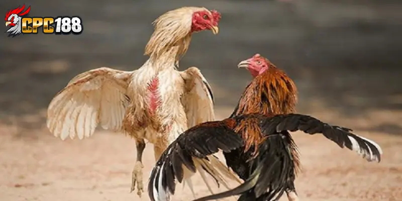 Chăm Sóc Gà Chọi - Bí Quyết Nuôi Chiến Kê Khỏe Mạnh 5 Cách chăm sóc gà chọi chi tiết cho các kê thủ