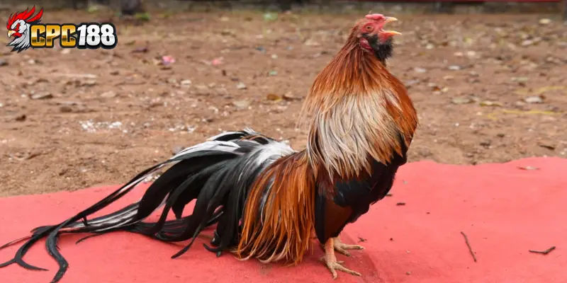 Gà Triển Lãm Gà Cảnh - Khám Phá Những Chiến Kê Đẹp Nhất 6 Cách chăm sóc gà triển lãm gà cảnh đúng cách