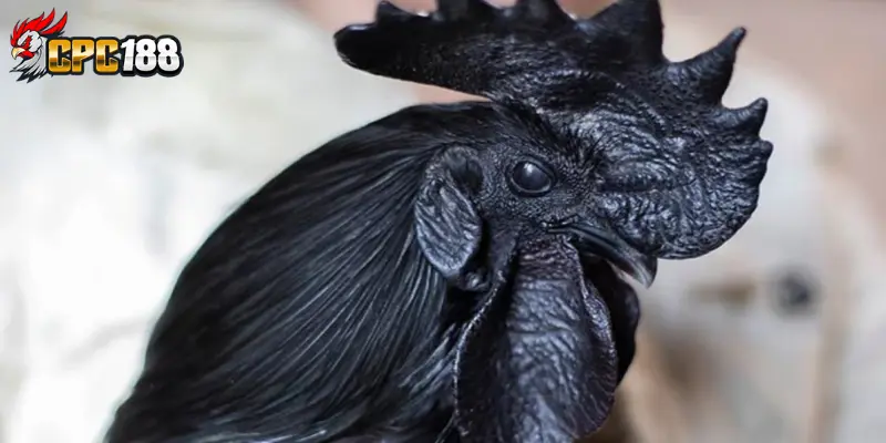 Tìm Hiểu Về Hắc Kê - Nhận Biết & Đặc Điểm Chiến Kê Tuyệt Đỉnh 6 Cách chăm sóc và luyện tập hắc kê