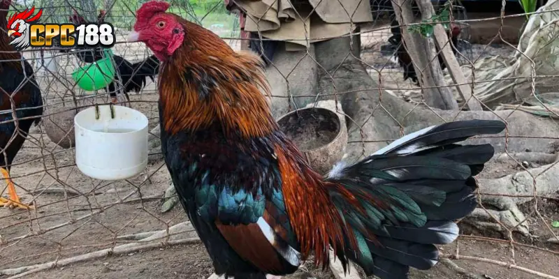 Gà Asil Ấn Độ Là Gì? Đặc Điểm, Nguồn Gốc Và Giá Trị Thực Tế 6 Cách nhận biết gà Asil Ấn Độ thuần chủng