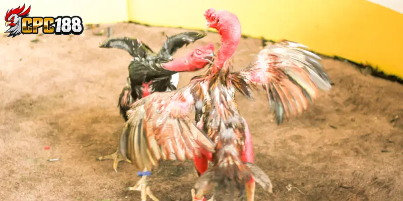 Gà Chọi Bình Định - Đặc Sản Gà Chọi Nổi Tiếng Miền Trung 6 Cách nuôi và chăm sóc gà chọi Bình Định