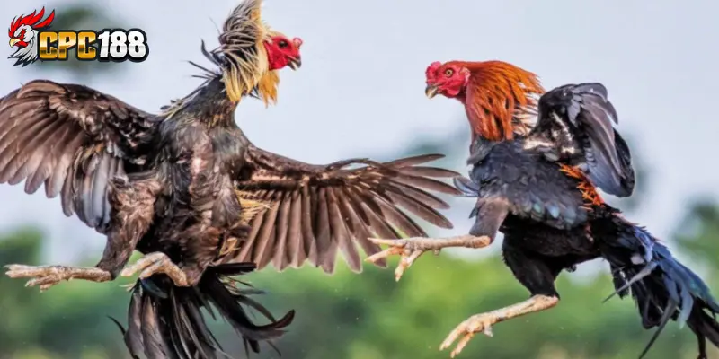Gà Khmer - Chiến Kê Lì Đòn, Lối Đá Máu Lửa Đầy Mê Mẩn 6 Cách nuôi và rèn luyện gà Khmer đạt phong độ cao