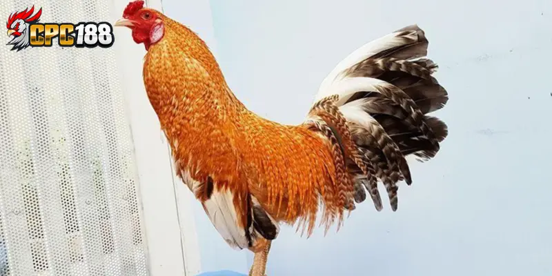 Bộ Lông Điều Nhạn Cú Khét - Nhận Biết & Giá Trị Trong Gà Chọi 4 Đặc điểm nhận biết bộ lông điều nhạn cú khét
