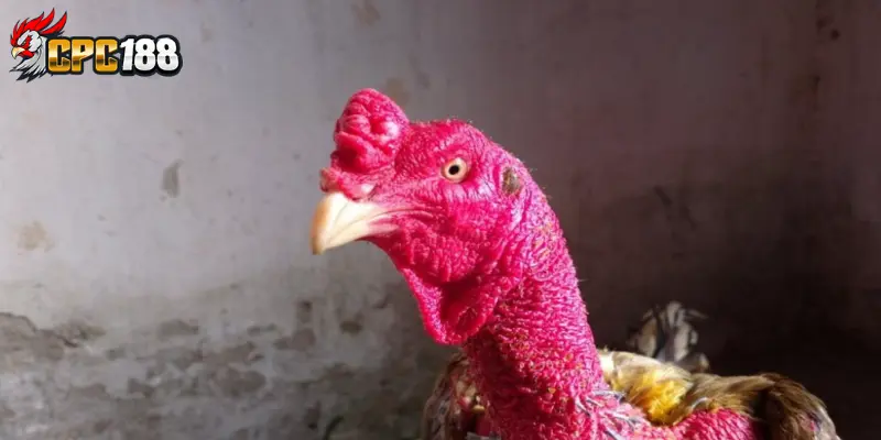 Tướng Mắt Mỏ - Dấu Hiệu Nhận Biết Chiến Kê Hay Trên Sới Gà 4 Đặc điểm nhận biết gà chọi qua tướng mắt mỏ