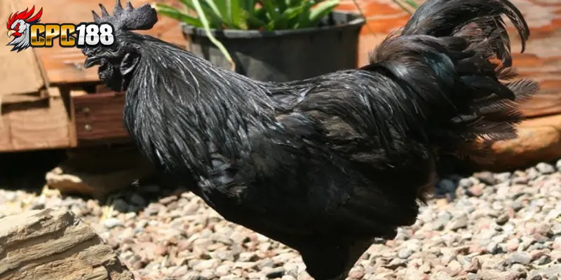 Tìm Hiểu Về Hắc Kê - Nhận Biết & Đặc Điểm Chiến Kê Tuyệt Đỉnh 4 Đặc điểm nhận biết hắc kê cho người chơi mới