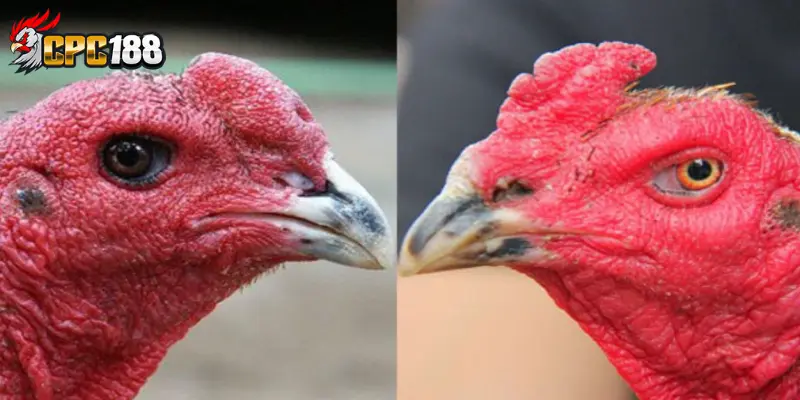 Gà Song Nhãn | Chiến Kê Với Cặp Mắt Độc Đáo Hiếm Có 4 Đặc điểm nổi bật của các chiến kê sở hữu song nhãn