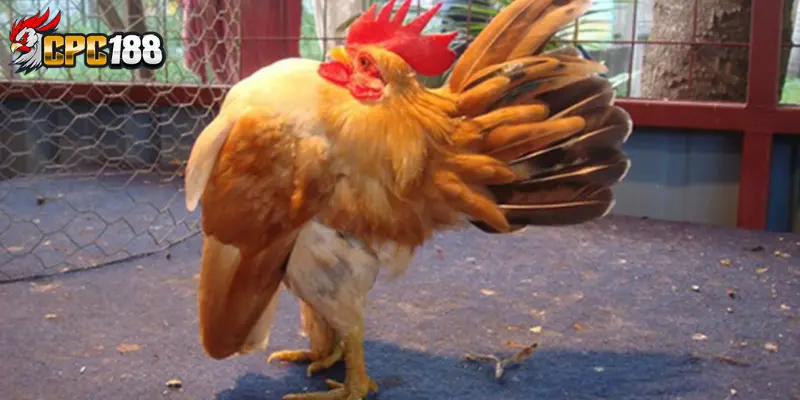 Gà Triển Lãm Gà Cảnh - Khám Phá Những Chiến Kê Đẹp Nhất 4 Đặc điểm nổi bật của gà triển lãm