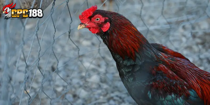 Gà Asil Ấn Độ Là Gì? Đặc Điểm, Nguồn Gốc Và Giá Trị Thực Tế 5 Đặc điểm nổi bật giúp Asil Ấn Độ thống lĩnh sới đấu