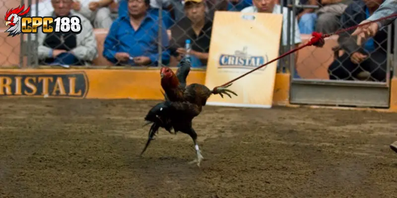 Gà Peru - Chi Tiết Đặc Điểm, Giải Đáp Vì Sao Được Ưa Chuộng 5 Đặc điểm nổi bật giúp gà Peru tạo dấu ấn riêng