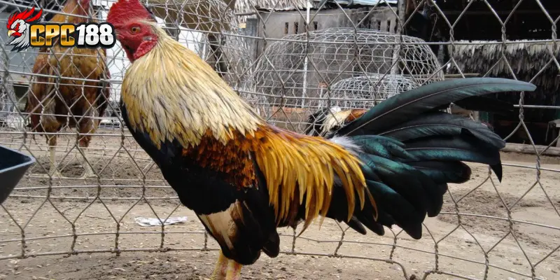 Bộ Lông Điều Nhạn Cú Khét - Nhận Biết & Giá Trị Trong Gà Chọi 5 Giá trị của bộ lông điều nhạn cú khét trong giới gà chọi