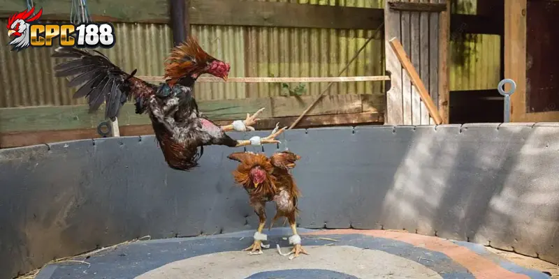 Gà Shamo Nhật - Đặc Điểm Lối Đá Và Giá Trị Của Chiến Kê Nhật Bản 5 Giá trị của gà Shamo Nhật trong giới chơi gà