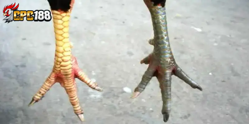 Vảy Quý Gà Chọi - Cách Nhận Biết & Giá Trị Chiến Kê Hiếm 4 Giải thích vảy quý trong gà chọi