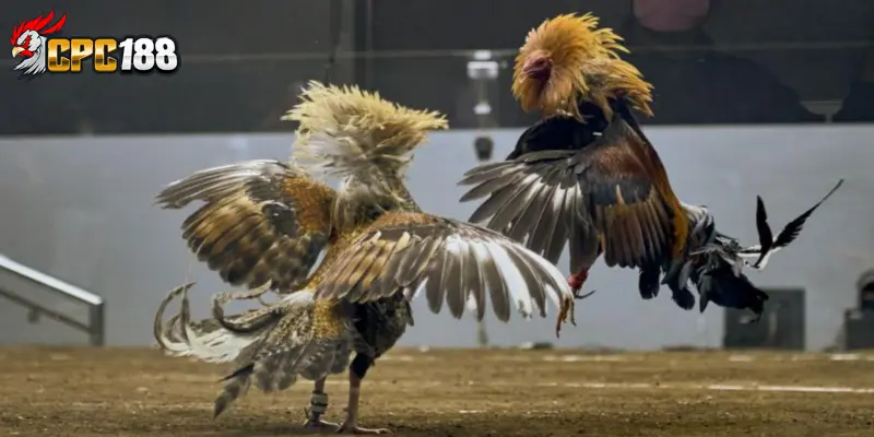 Giới Thiệu CPC188 - Khám Phá Nhà Cái Trực Tuyến Uy Tín Số 1 5 Giới thiệu CPC188 đa dạng trò chơi