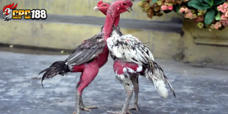 Gà Chọi Bình Định - Đặc Sản Gà Chọi Nổi Tiếng Miền Trung 4 Giới thiệu về dòng gà chọi Bình Định