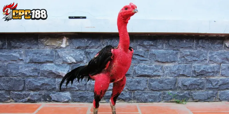 Gà Chọi Bình Định - Đặc Sản Gà Chọi Nổi Tiếng Miền Trung 5 Khám phá các đặc điểm vượt trội của gà chọi Bình Định