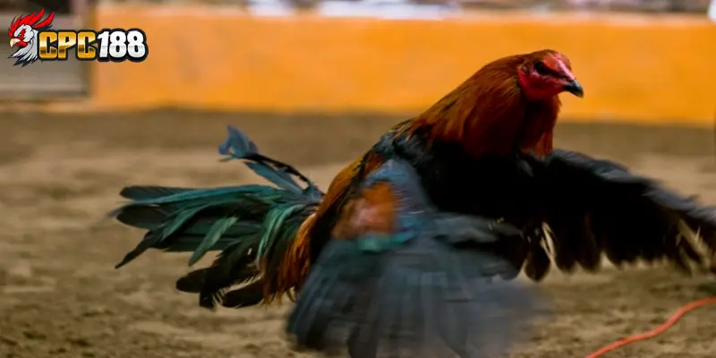 Gà Peru - Chi Tiết Đặc Điểm, Giải Đáp Vì Sao Được Ưa Chuộng 6 Kinh nghiệm chọn gà Peru chất lượng cho thi đấu