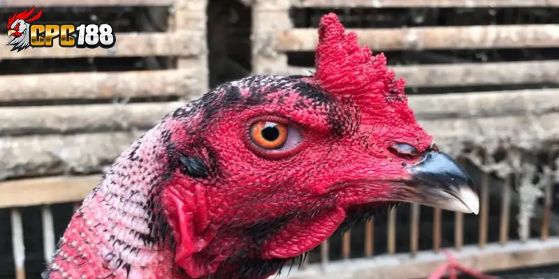 Gà Song Nhãn | Chiến Kê Với Cặp Mắt Độc Đáo Hiếm Có 6 Kinh nghiệm chọn gà song nhãn chất lượng