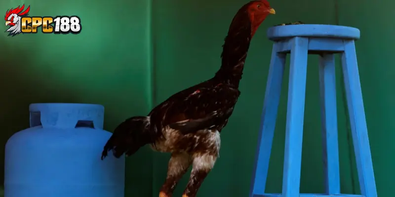 Gà Shamo Nhật - Đặc Điểm Lối Đá Và Giá Trị Của Chiến Kê Nhật Bản 6 Kinh nghiệm chọn Shamo Nhật chất lượng