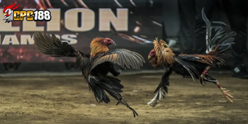 Đá Gà CPC188 - Trải Nghiệm Trường Gà Trực Tuyến Khác Biệt 5 Lịch thi đấu liên tục, không lo gián đoạn