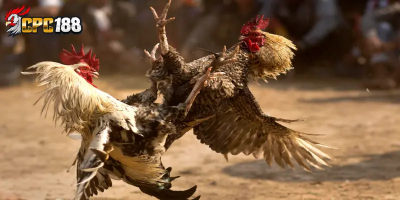 Giới Thiệu CPC188 - Khám Phá Nhà Cái Trực Tuyến Uy Tín Số 1 6 Lưu ý khi chơi cá cược tại CPC188