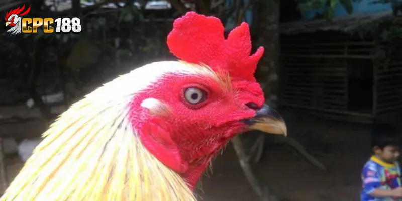 Tướng Mắt Mỏ - Dấu Hiệu Nhận Biết Chiến Kê Hay Trên Sới Gà 6 Mẹo chọn gà có tướng mắt mỏ chuẩn