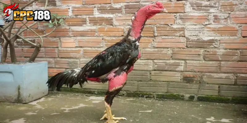 Phòng Bệnh Gà Hiệu Quả - Hướng Dẫn Chăm Sóc Chiến Kê Toàn Diện 6 Môi trường nuôi gà giúp ngăn ngừa bệnh tật