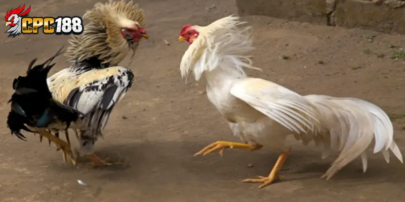 Chăm Sóc Gà Chọi - Bí Quyết Nuôi Chiến Kê Khỏe Mạnh 6 Một số lưu ý quan trọng trong cách chăm sóc gà chọi