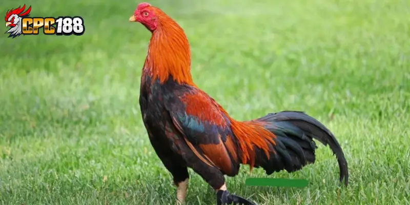 Gà Asil Ấn Độ Là Gì? Đặc Điểm, Nguồn Gốc Và Giá Trị Thực Tế 4 Nguồn gốc và lịch sử hình thành của gà Asil Ấn Độ