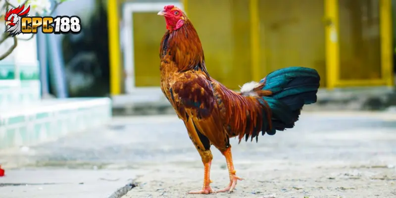 Phòng Bệnh Gà Hiệu Quả - Hướng Dẫn Chăm Sóc Chiến Kê Toàn Diện 5 Phòng bệnh gà qua chế độ dinh dưỡng lành mạnh