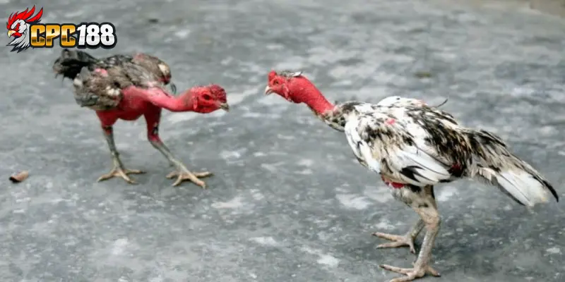 Chăm Sóc Gà Chọi - Bí Quyết Nuôi Chiến Kê Khỏe Mạnh 4 Tại sao chăm sóc gà chọi quan trọng?