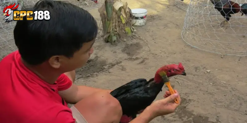 Phòng Bệnh Gà Hiệu Quả - Hướng Dẫn Chăm Sóc Chiến Kê Toàn Diện 4 Tại sao gà thường bị bệnh?