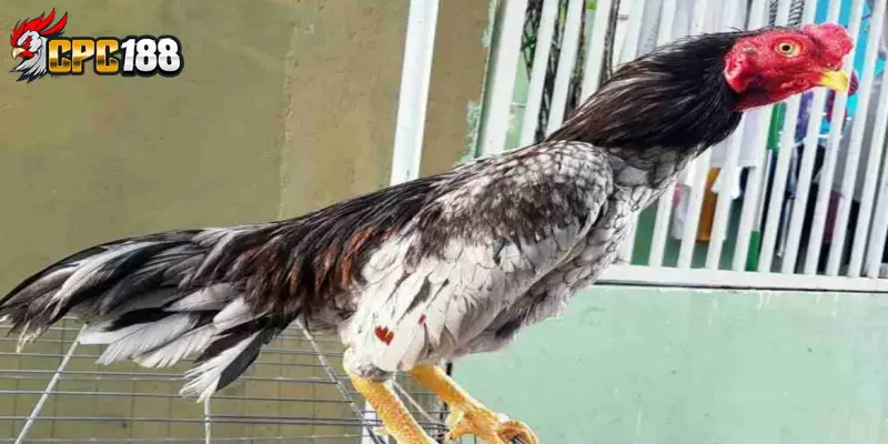 Gà Shamo Nhật - Đặc Điểm Lối Đá Và Giá Trị Của Chiến Kê Nhật Bản 4 Tìm hiểu tổng quan về gà Shamo Nhật Bản