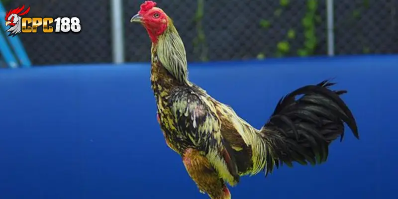 Gà Khmer - Chiến Kê Lì Đòn, Lối Đá Máu Lửa Đầy Mê Mẩn 4 Tổng quan về gà Khmer trong giới chơi gà hiện nay