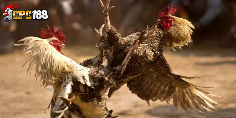 Đá Gà CPC188 - Trải Nghiệm Trường Gà Trực Tuyến Khác Biệt 4 Vì sao đá gà CPC188 thu hút cộng đồng sư kê?