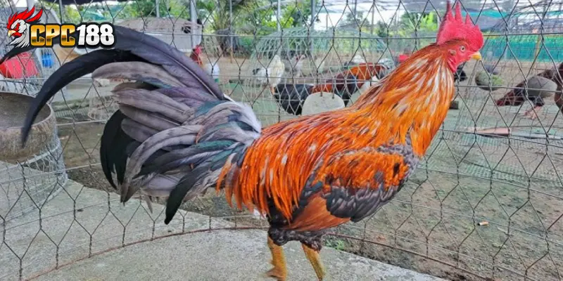 Linh Kê Trong Gà Chọi - Những Chú Gà Quý Hiếm Và Đá Hay 4 Vì sao linh kê được săn lùng?