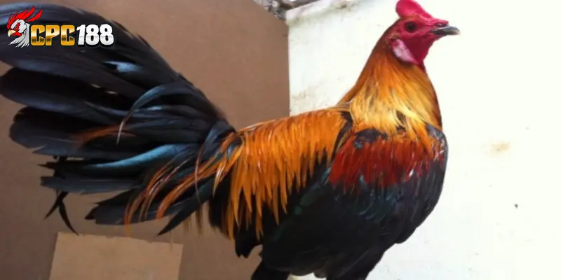 Gà Peru - Chi Tiết Đặc Điểm, Giải Đáp Vì Sao Được Ưa Chuộng 4 Xuất xứ của dòng gà Peru trên thế giới